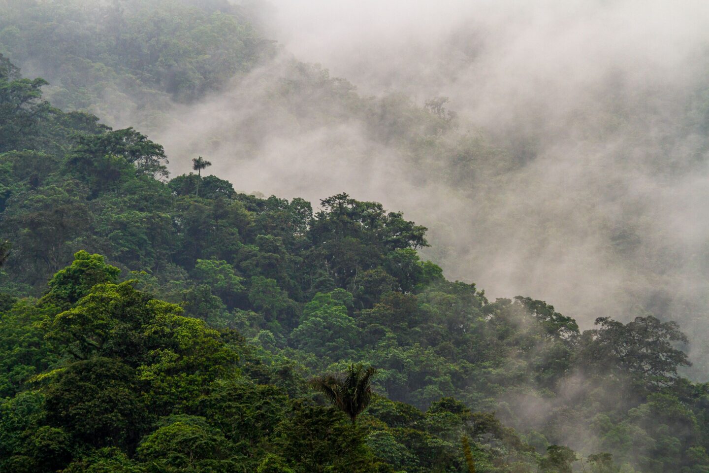 Dichte grüne Wälder mit Nebel in den Bergen.