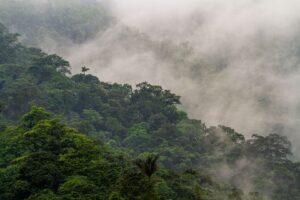 Dichte grüne Wälder mit Nebel in den Bergen.