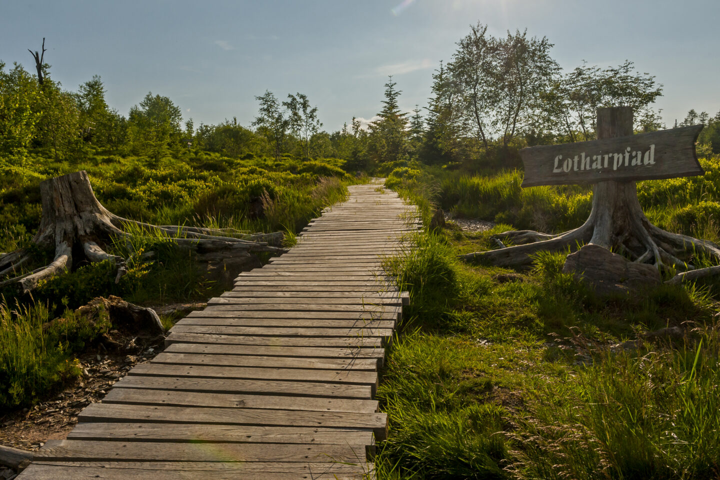 Holzsteg durch eine grüne Landschaft mit einem Schild 'Lotharpfad'.