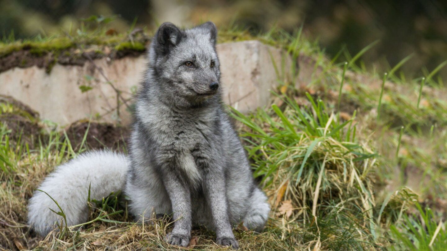 Ein grauer Arctic Fox sitzt auf grünem Gras.