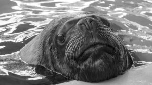 Nahaufnahme eines Seehundes, der im Wasser schwimmt.