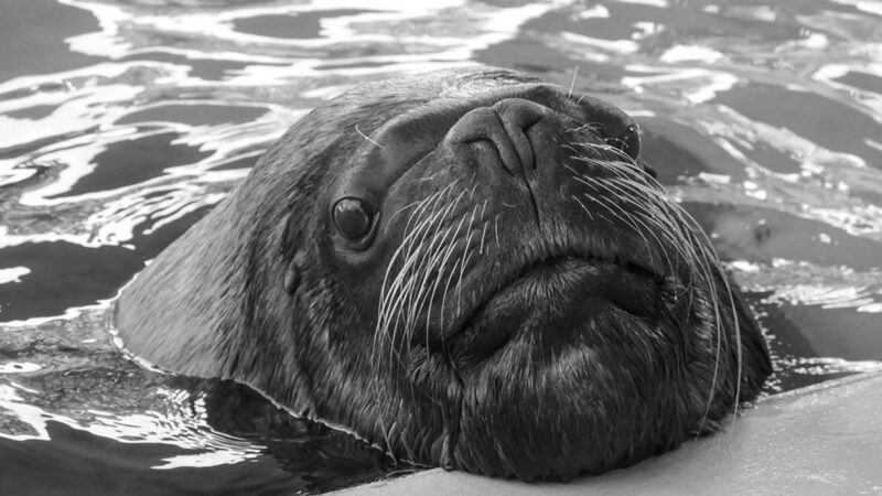 Nahaufnahme eines Seehundes, der im Wasser schwimmt.