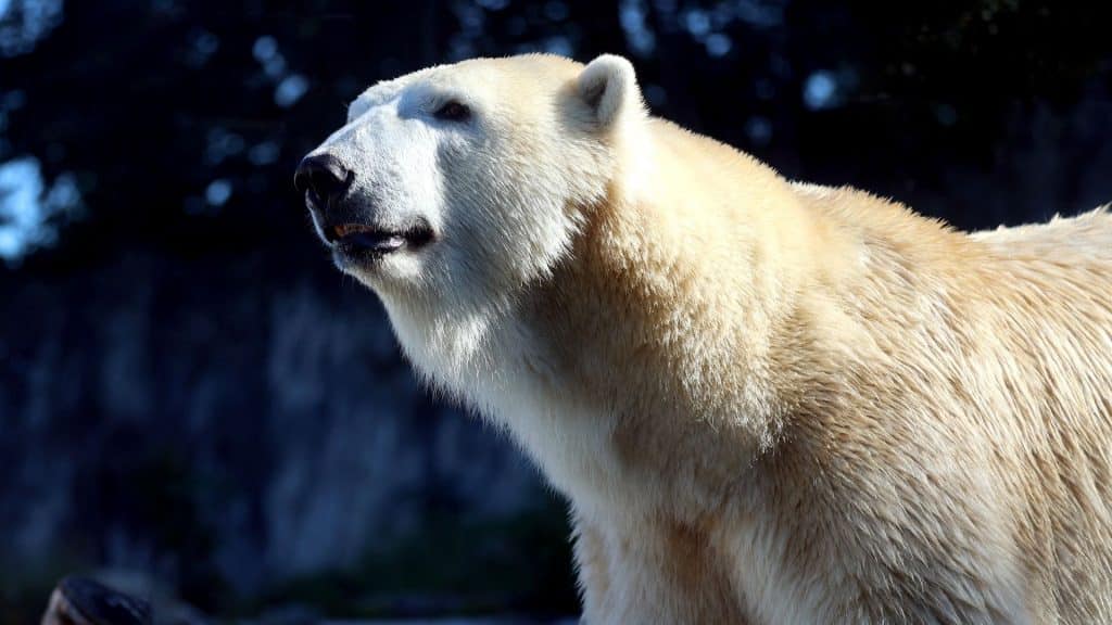 Eisbär Charlotte verlässt Karlsruhe