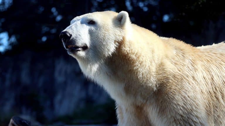 Eisbär Charlotte verlässt Karlsruhe Eisbär Charlotte verlässt Karlsruhe