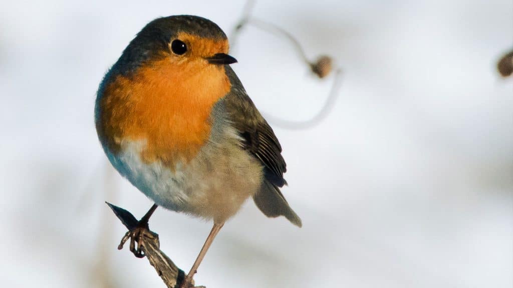 Rotkehlchen als Weihnachtsvogel: Warum eigentlich?