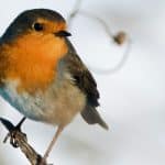 als inoffizieller Nationalvogel Großbritanniens mit Weihnachten in Verbindung gebracht. Es hat bei der Entdeckung und wissenschaftlichen Anerkennung des Magnetsinns eine wichtige Rolle gespielt.