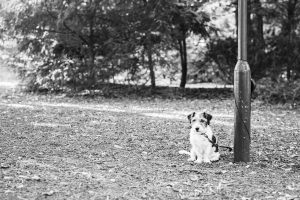 Von der Schleife ins Tierheim: Das dunkle Geheimnis der süßen Weihnachtsgeschenke – Warum Tiere NICHT unter den Weihnachtsbaum gehören! Von der Schleife ins Tierheim: Das dunkle Geheimnis der süßen Weihnachtsgeschenke – Warum Tiere NICHT unter den Weihnachtsbaum gehören!