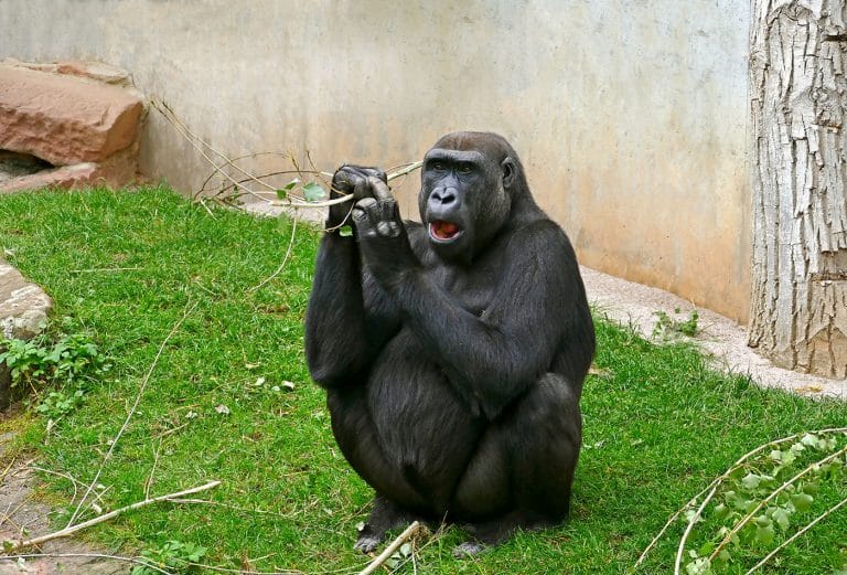 Abschied im Zoo Heidelberg: N’Gambe auf dem Weg nach Frankfurt Abschied im Zoo Heidelberg: N’Gambe auf dem Weg nach Frankfurt