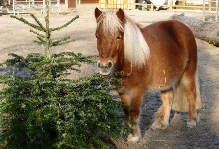 Heiligabend im Zoo Heidelberg: Zoodirektor stimmt mit tierischen Weihnachtsgeschichten auf das Fest ein