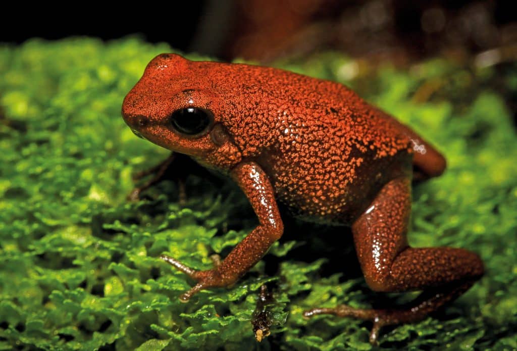 Seltene Amphibien im Zoo: Tafelberg-Baumsteiger-Frösche, einzigartige Bewohner in Heidelberg