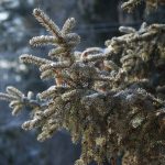 Wetterupdate 18.12.23: Frost, Nebel & Sonneschein in Baden-Württemberg