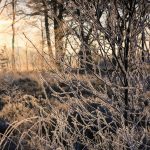 Winterliche Landschaft mit frostbedeckten Ästen und Gräsern im Vordergrund. Die tief stehende Sonne strahlt durch die Bäume und erzeugt ein warmes, goldenes Licht, das einen schönen Kontrast zur eisigen Kälte der Szene bildet.