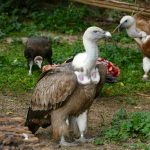 „Ureinwohner“ Baden-Württembergs: Gänsegeier im Zoo Heidelberg