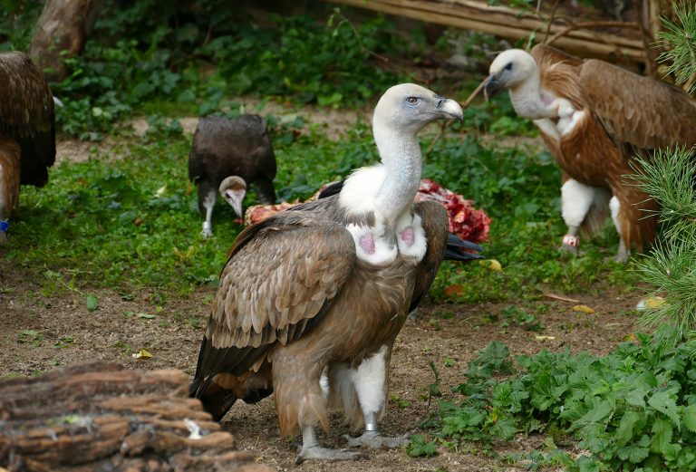 „Ureinwohner“ Baden-Württembergs: Gänsegeier im Zoo Heidelberg „Ureinwohner“ Baden-Württembergs: Gänsegeier im Zoo Heidelberg