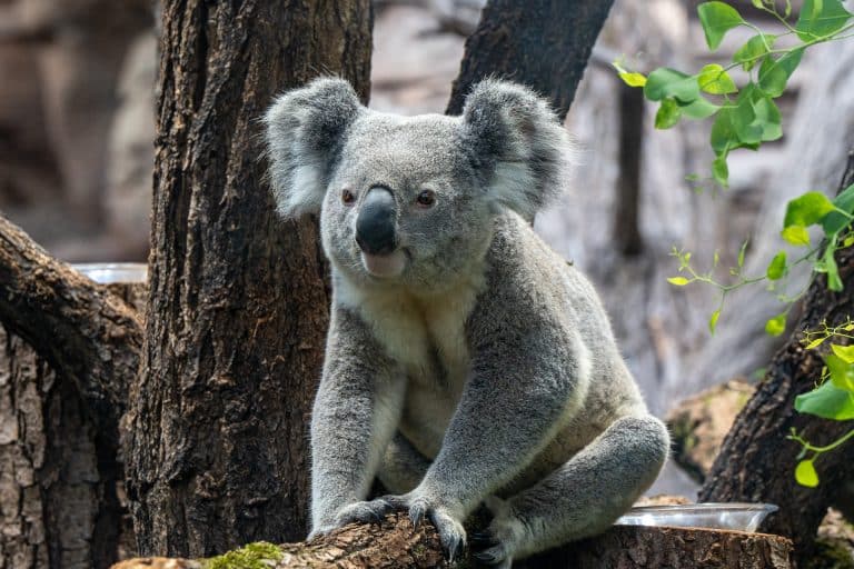 Besucherrekord in Stuttgart: Wilhelma übertrifft 2023 alle Erwartungen Besucherrekord in Stuttgart: Wilhelma übertrifft 2023 alle Erwartungen
