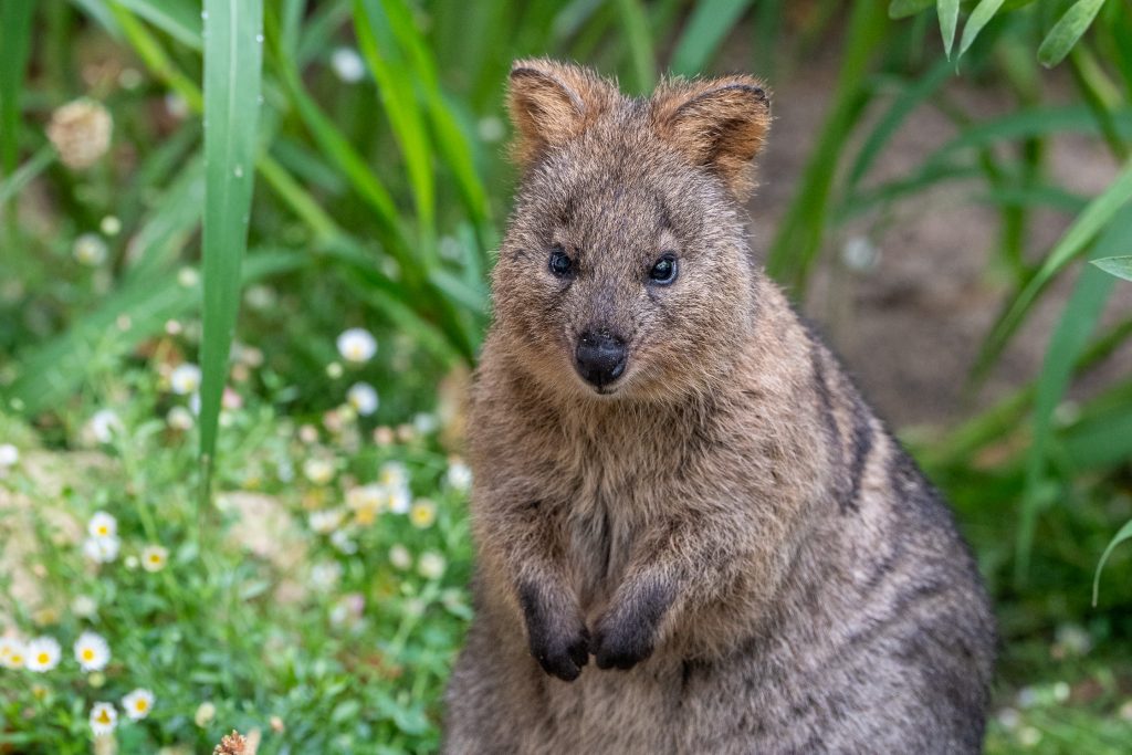 Quokkas werden in ganz Europa nur in der Wilhelma gezeigt.
