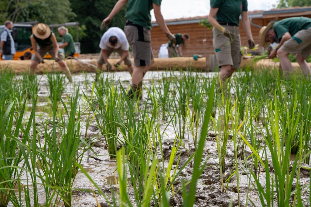 Im Bereich des Asiatischen Schaubauernhofs gibt ein Reisfeld Einblick in die Landwirtschaft Asiens.