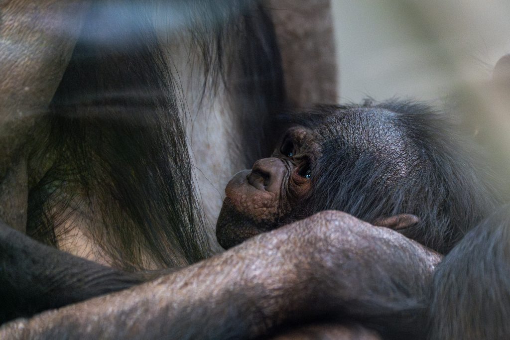 Bonobo-Dame Liboso mit Ihrem niedlichen Nachwuchs in der Wilhelma