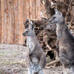 Große Sprünge in der Wilhelma: Tasmanische Graue Riesenkängurus erobern Stuttgart