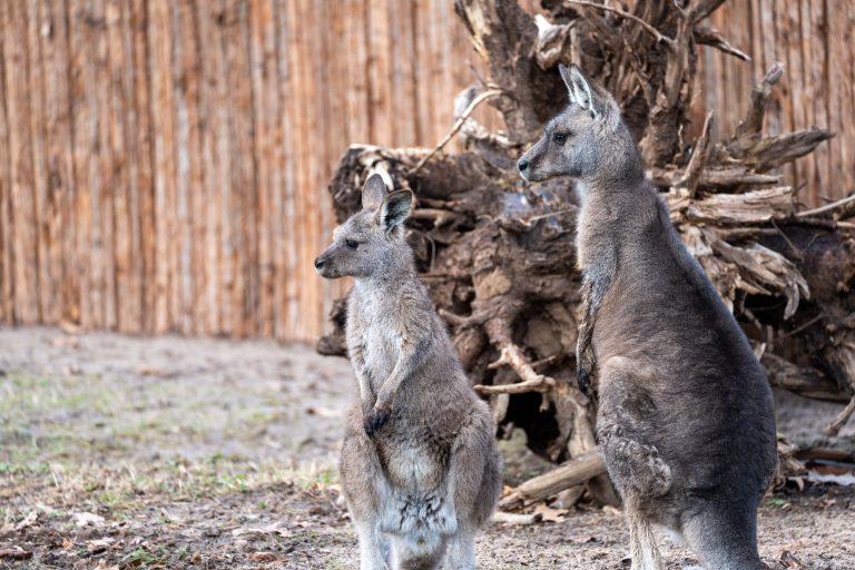 Große Sprünge in der Wilhelma: Tasmanische Graue Riesenkängurus erobern Stuttgart Große Sprünge in der Wilhelma: Tasmanische Graue Riesenkängurus erobern Stuttgart