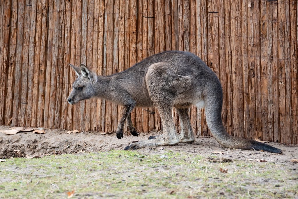 Tasmanisches Graues Riesenkänguru in der Wilhelma
