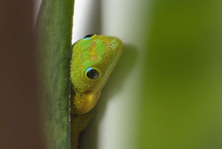 Der Gecko: Zootier des Jahres 2024
