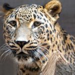 Neuzugang im Raubtierrevier der Wilhelma Eine Seniorenresidenz für Leopard Datis