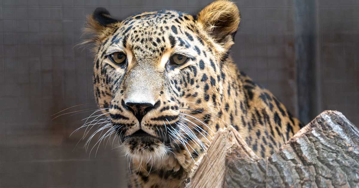 Neuzugang im Raubtierrevier der Wilhelma Eine Seniorenresidenz für Leopard Datis