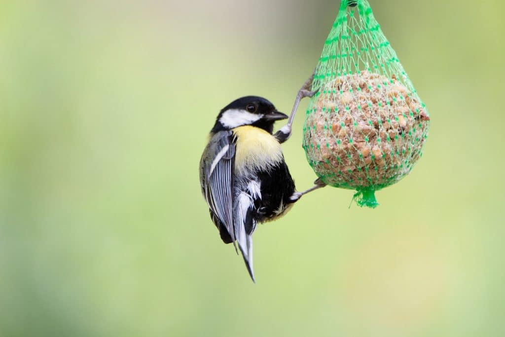 Winterliche Vogelwelt: Richtiges Füttern als Beitrag zum Naturschutz