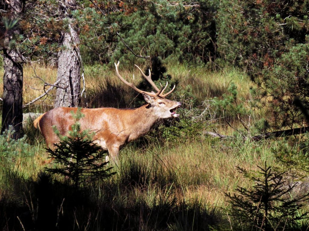 Eine Spur wilder: Nationalpark Schwarzwald feiert 10 Jahre Naturerlebnis und Artenschutz csm Hirsch Walter Finkbeiner 7562260f22
