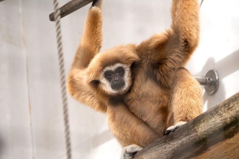 Abschied von den Gibbons: Beliebte Bewohner verlassen die Wilhelma