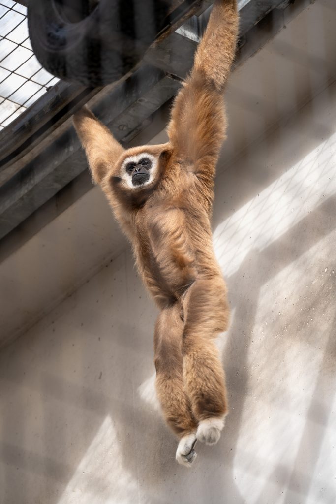 Abschied von den Gibbons: Beliebte Bewohner verlassen die Wilhelma KW 08a Weisshandgibbons 21.02.2024 Bild 3