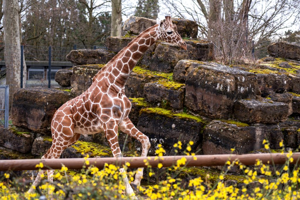 Giraffenbulle Tilodi in der Wilhelma: Ein hohes Tier zieht an den Neckar 1 Tilodi erkundet sein neues Zuhause