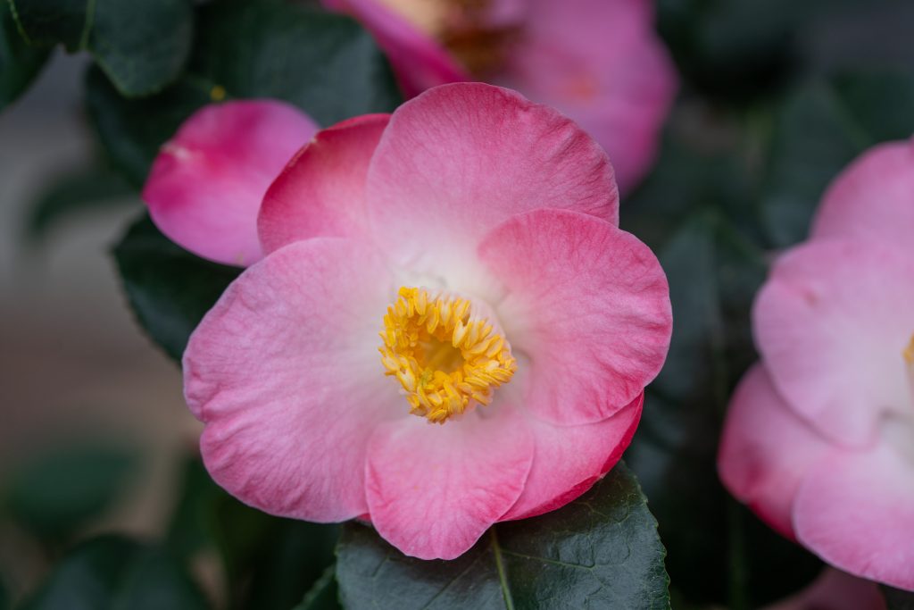 Kamelienblüte in der Wilhelma: Eintauchen in ein Blütenmeer voller Farbenpracht KW06b Kamelienbluete 09.02.2024 Bild 2 1