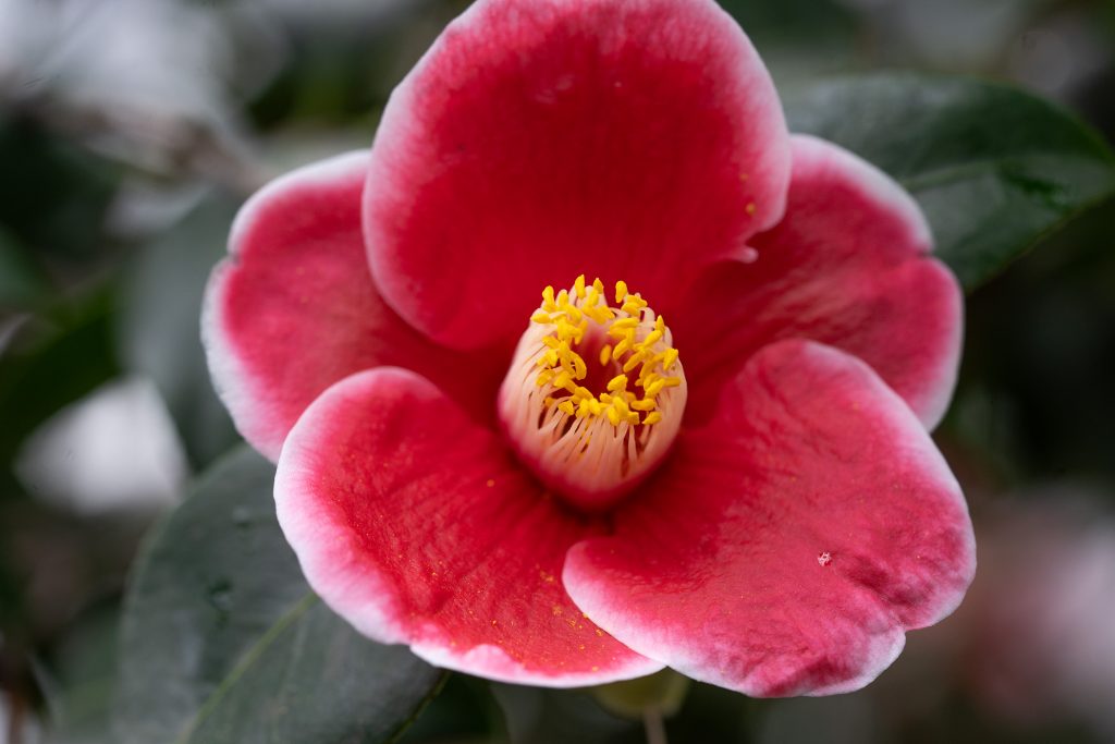 Kamelienblüte in der Wilhelma: Eintauchen in ein Blütenmeer voller Farbenpracht KW06b Kamelienbluete 09.02.2024 Bild 3