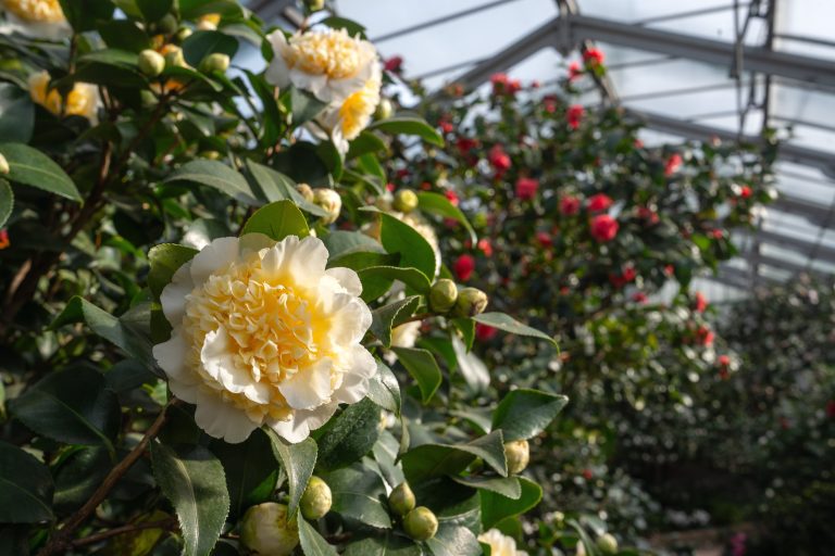 Kamelienblüte in der Wilhelma: Eintauchen in ein Blütenmeer voller Farbenpracht