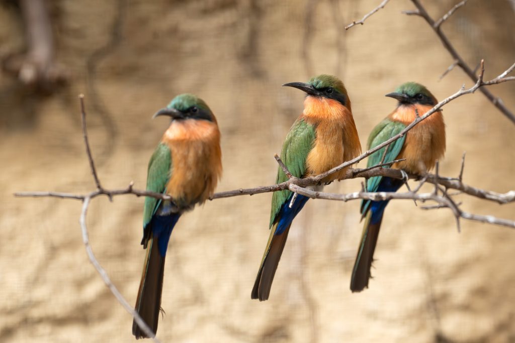 Exotische Neuankömmlinge in der Wilhelma: Faszinierende Vögel aus Asien und Afrika bereichern die Artenvielfalt