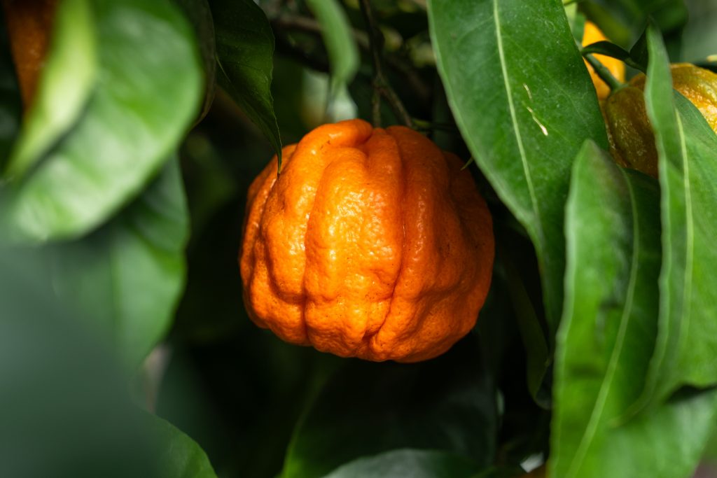 Die Gefurchte Pomeranze gehört zu den Bitterorangen. 