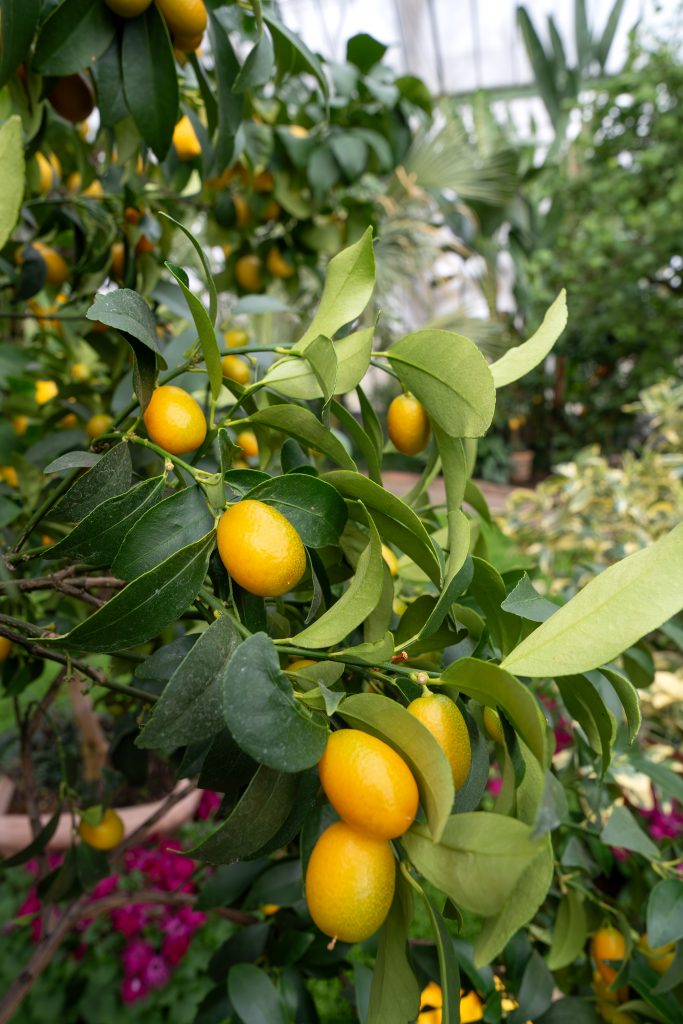 Die Ovale Kumquat gehört zu den Zitrusgewächsen mit den kleinsten Früchten.