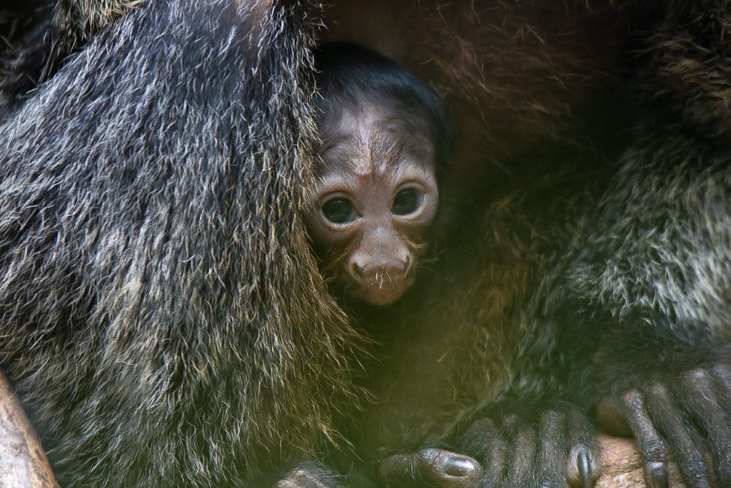 Babyglück im Amazonienhaus: Weißkopfsaki erobert die Wilhelma KW6a Weisskopfsaki 08.02.2024 Bild 1