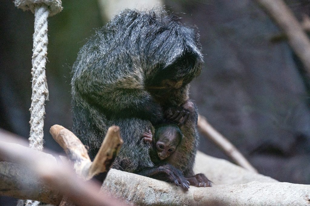 Babyglück im Amazonienhaus: Weißkopfsaki erobert die Wilhelma