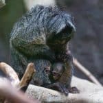 Babyglück im Amazonienhaus: Weißkopfsaki erobert die Wilhelma