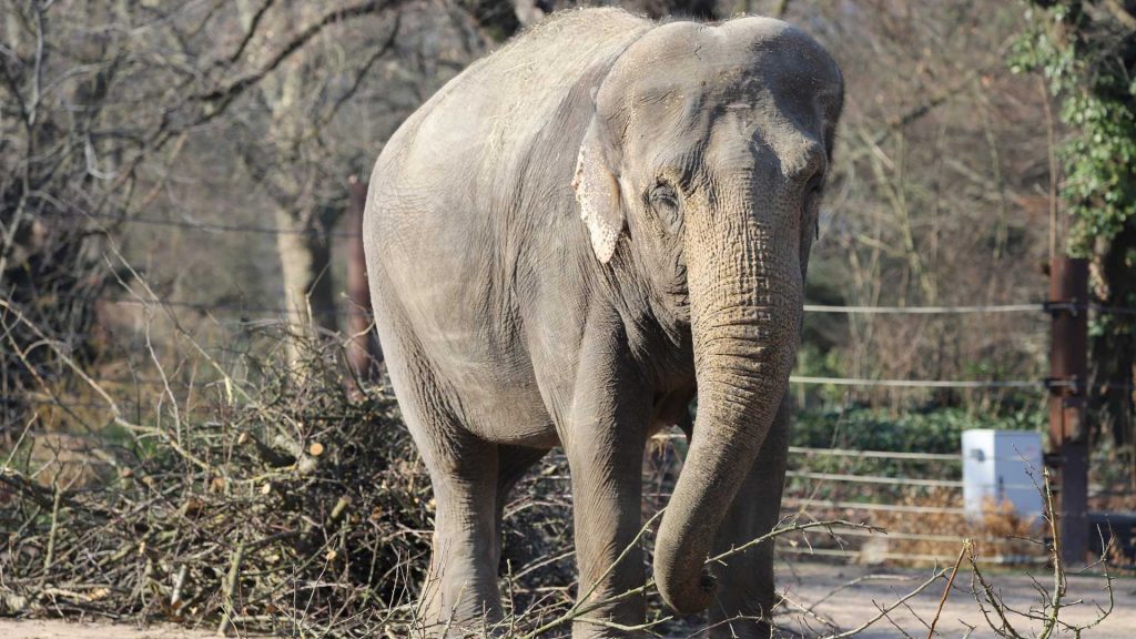 Elefanten-Dung für den Garten: Zoofreunde Karlsruhe bieten besonderen Dünger gegen Spende an
