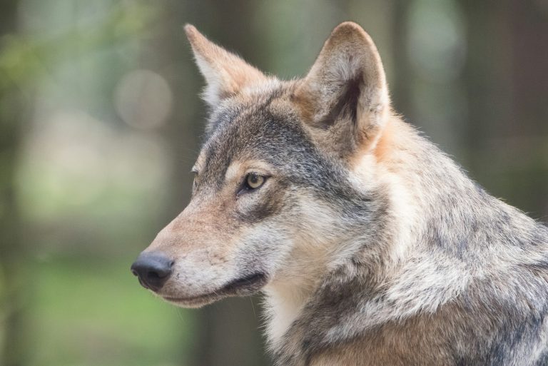 Wolf in Essingen bestätigt: Wanderer auf vier Pfoten durchstreift Baden-Württemberg