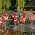 Preisanpassung im Zoo Heidelberg: Ein notwendiger Schritt in herausfordernden Zeiten