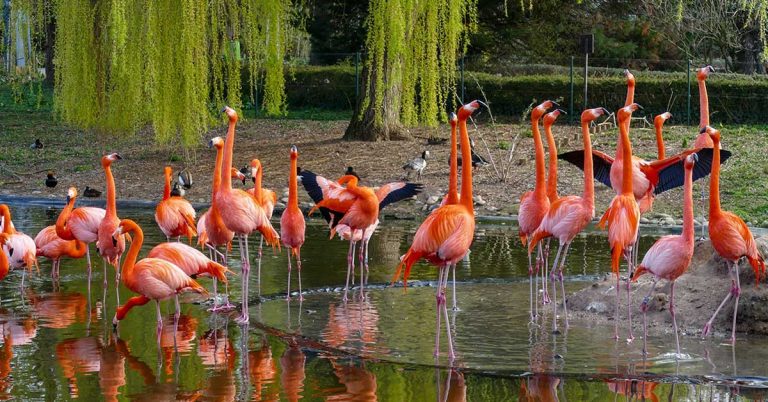 Preisanpassung im Zoo Heidelberg: Ein notwendiger Schritt in herausfordernden Zeiten