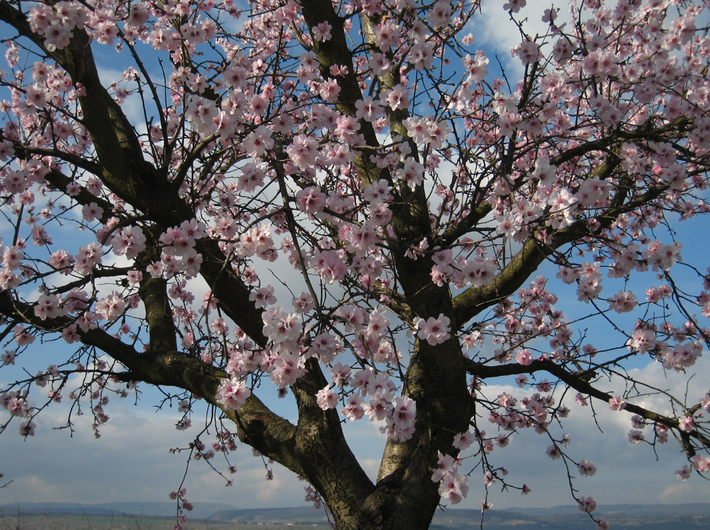 Blütenzauber in Baden-Württemberg: Ausflugstipps für Blütenfans Almond Prunus dulcis