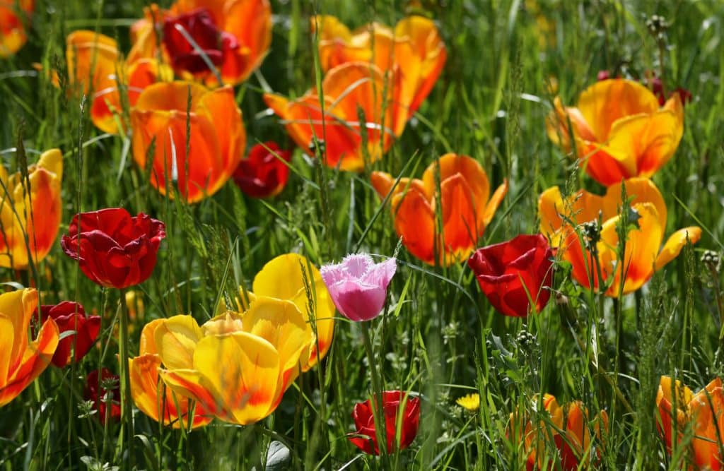 Blütenzauber in Baden-Württemberg: Ausflugstipps für Blütenfans