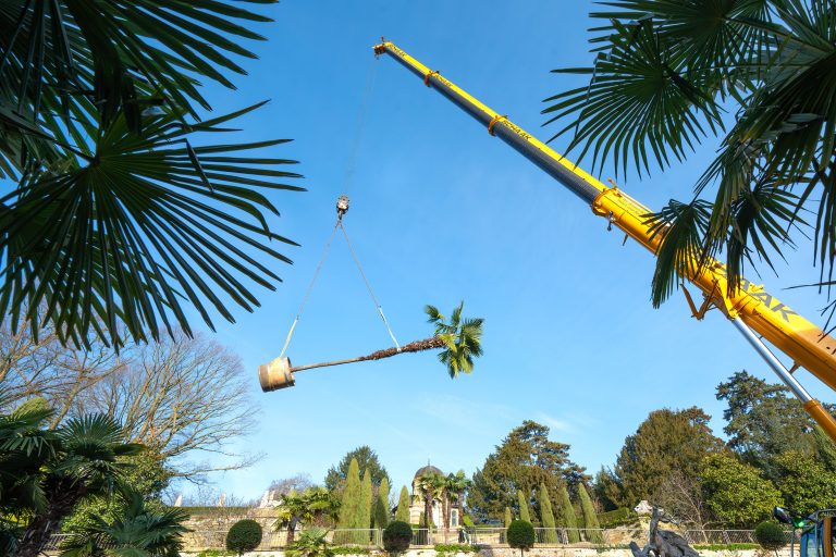 Luftige Aktion im Stuttgarter Zoo: Wilhelma lässt 20 Riesen-Palmen fliegen