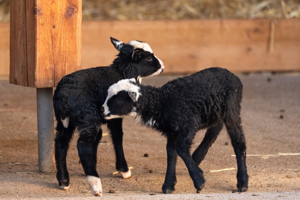 Flauschige Frühlingsboten: Romanov-Schaf-Nachwuchs in der Wilhelma